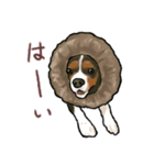 キャバリア ひめちゃん（個別スタンプ：1）