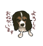 キャバリア ひめちゃん（個別スタンプ：7）
