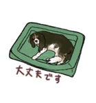 キャバリア ひめちゃん（個別スタンプ：8）