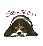 キャバリア ひめちゃん（個別スタンプ：15）