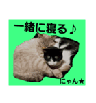 ねこねこgo！go！④（個別スタンプ：1）
