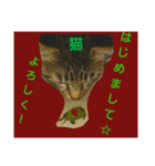 ねこねこgo！go！④（個別スタンプ：7）