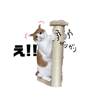 殿にゃん（個別スタンプ：1）