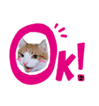 殿にゃん（個別スタンプ：5）