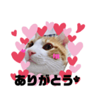 殿にゃん（個別スタンプ：7）