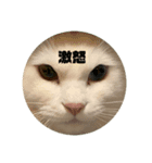 おったまなぁん（個別スタンプ：6）