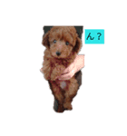 shelly1（個別スタンプ：1）