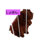 shelly1（個別スタンプ：2）