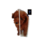 shelly1（個別スタンプ：3）