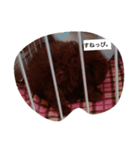 shelly1（個別スタンプ：5）