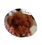 shelly1（個別スタンプ：6）