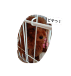 shelly1（個別スタンプ：7）