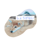 柴犬ダイヤ君と杏ちゃん♡（個別スタンプ：4）