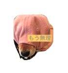 柴犬ダイヤ君と杏ちゃん♡（個別スタンプ：6）