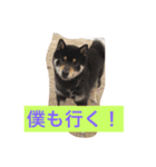 柴犬ダイヤ君と杏ちゃん♡（個別スタンプ：8）