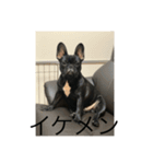 フレンチブルドック おはぎ（個別スタンプ：1）