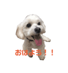 表情豊かなジャス君（個別スタンプ：1）