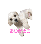 表情豊かなジャス君（個別スタンプ：2）