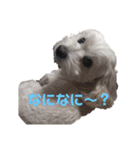 表情豊かなジャス君（個別スタンプ：5）