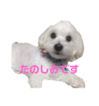 表情豊かなジャス君（個別スタンプ：8）