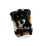 黒柴チイスタンプ（個別スタンプ：6）