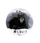 黒柴チイスタンプ（個別スタンプ：8）