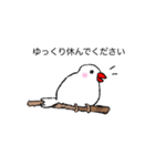 丁寧な白文鳥（個別スタンプ：3）