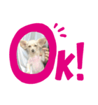 わが家のジミーちゃん！②（個別スタンプ：4）