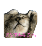 うちの猫(チビチビ)スタンプ（個別スタンプ：1）