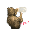 うちの猫(チビチビ)スタンプ（個別スタンプ：2）