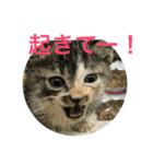 うちの猫(チビチビ)スタンプ（個別スタンプ：3）