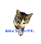 うちの猫(チビチビ)スタンプ（個別スタンプ：4）