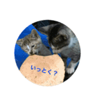 うちの猫(チビチビ)スタンプ（個別スタンプ：5）