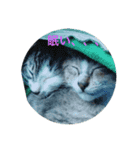 うちの猫(チビチビ)スタンプ（個別スタンプ：6）