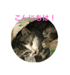 うちの猫(チビチビ)スタンプ（個別スタンプ：7）