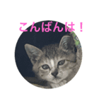 うちの猫(チビチビ)スタンプ（個別スタンプ：8）