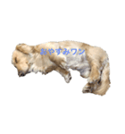 レインの日常（個別スタンプ：1）