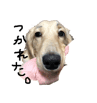 犬☆スタンプ（個別スタンプ：3）