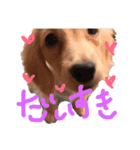 犬☆スタンプ（個別スタンプ：6）