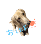 犬☆スタンプ（個別スタンプ：8）