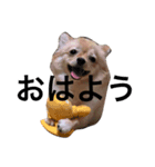 みんなのモコちゃん（個別スタンプ：1）