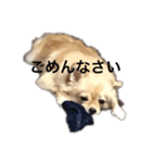 みんなのモコちゃん（個別スタンプ：4）