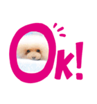 ショコラとティアラの毎日talk（個別スタンプ：8）