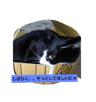 それいけ くろちゃん（個別スタンプ：2）