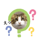 メインクーン王子おじゅ♪（個別スタンプ：3）
