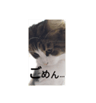 メインクーン王子おじゅ♪（個別スタンプ：5）