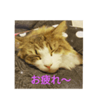 メインクーン王子おじゅ♪（個別スタンプ：8）