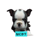 ボストンテリア ボビケリ（個別スタンプ：1）