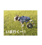 ボストンテリア ボビケリ（個別スタンプ：7）