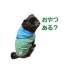 黒パグ虎哲4（個別スタンプ：8）